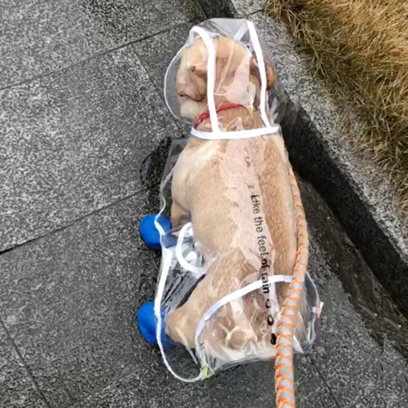 Rain Ready Pup The Ultimate Small Dog Raincoat